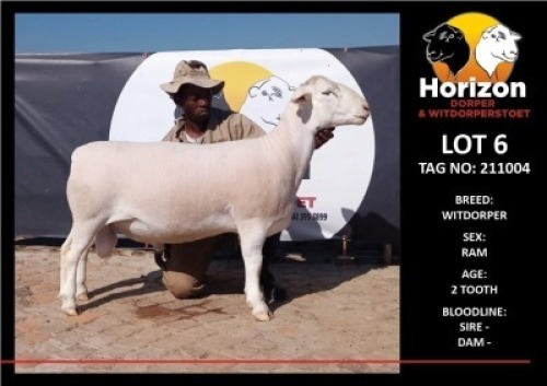 1 x WHITE DORPER RAM FLOCK HORIZON DORPER &WIT DORPER STOET