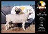 1 x WHITE DORPER RAM FLOCK HORIZON DORPER &WIT DORPER STOET