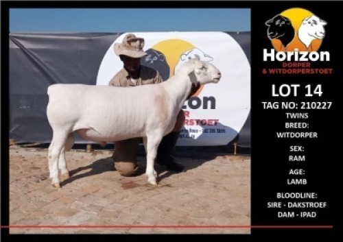 1 x WHITE DORPER RAM FLOCK HORIZON DORPER &WIT DORPER STOET
