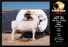 1 x WHITE DORPER RAM FLOCK HORIZON DORPER &WIT DORPER STOET