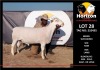 1 x WHITE DORPER RAM FLOCK HORIZON DORPER &WIT DORPER STOET