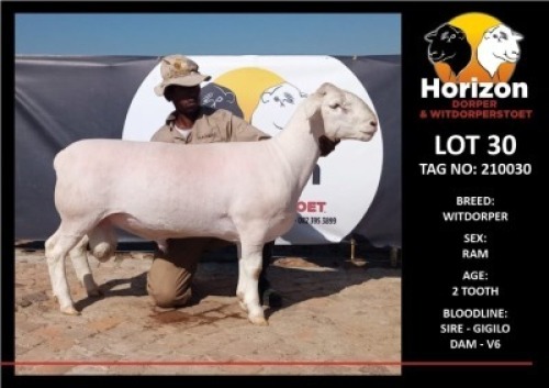 1 x WHITE DORPER RAM FLOCK HORIZON DORPER &WIT DORPER STOET