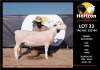 1 x WHITE DORPER RAM FLOCK HORIZON DORPER &WIT DORPER STOET