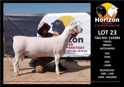 1 x WHITE DORPER RAM FLOCK HORIZON DORPER &WIT DORPER STOET