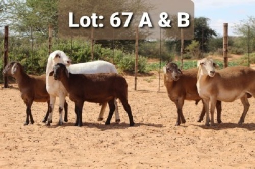 2X OOI MET LAM/EWE WITH LAMB (Per stuk om lot te neem/Per piece to take the lot)Klaargoud Meatmasters