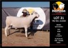 1 x WHITE DORPER RAM FLOCK HORIZON DORPER &WIT DORPER STOET