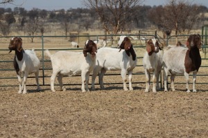 1X BOER GOAT OOI/EWE HART-VAN GOUD BOERBOKKE DALEEN VAN ZYL, 082 652 3531