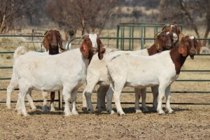 1X BOER GOAT OOI/EWE HART-VAN GOUD BOERBOKKE DALEEN VAN ZYL, 082 652 3536