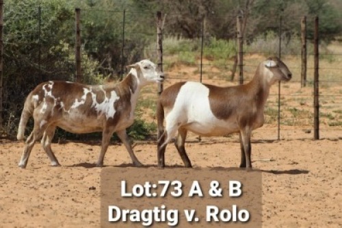 2X OOI/EWE (Per stuk om lot te neem/Per piece to take the lot)Klaargoud Meatmasters