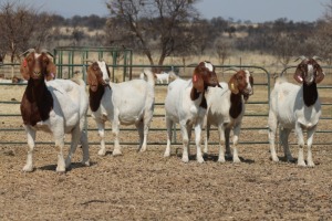 1X BOER GOAT OOI/EWE HART-VAN GOUD BOERBOKKE DALEEN VAN ZYL, 082 652 3541