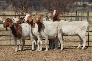 1X BOER GOAT OOI/EWE HART-VAN GOUD BOERBOKKE DALEEN VAN ZYL, 082 652 3546