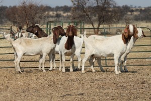 1X BOER GOAT OOI/EWE HART-VAN GOUD BOERBOKKE DALEEN VAN ZYL, 082 652 3551