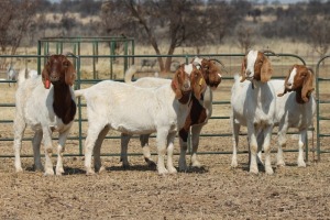 1X BOER GOAT OOI/EWE HART-VAN GOUD BOERBOKKE DALEEN VAN ZYL, 082 652 3556