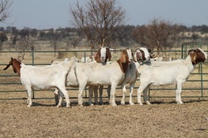 1X BOER GOAT OOI/EWE HART-VAN GOUD BOERBOKKE DALEEN VAN ZYL, 082 652 3561