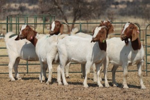 1X BOER GOAT OOI/EWE HART-VAN GOUD BOERBOKKE DALEEN VAN ZYL, 082 652 3571