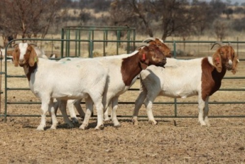 1X BOER GOAT OOI/EWE HART-VAN GOUD BOERBOKKE DALEEN VAN ZYL, 082 652 3576