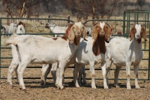 1X BOER GOAT OOI/EWE HART-VAN GOUD BOERBOKKE DALEEN VAN ZYL, 082 652 3602