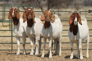 1X BOER GOAT OOI/EWE HART-VAN GOUD BOERBOKKE DALEEN VAN ZYL, 082 652 3617