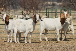 1X BOER GOAT OOI/EWE HART-VAN GOUD BOERBOKKE DALEEN VAN ZYL, 082 652 3621