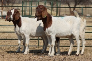 1X BOER GOAT OOI/EWE HART-VAN GOUD BOERBOKKE DALEEN VAN ZYL, 082 652 3625