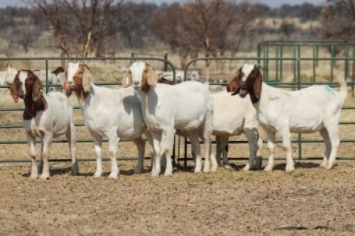 1X BOER GOAT OOI/EWE HART-VAN GOUD BOERBOKKE DALEEN VAN ZYL, 082 652 3629