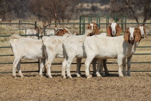 1X BOER GOAT OOI/EWE HART-VAN GOUD BOERBOKKE DALEEN VAN ZYL, 082 652 3635