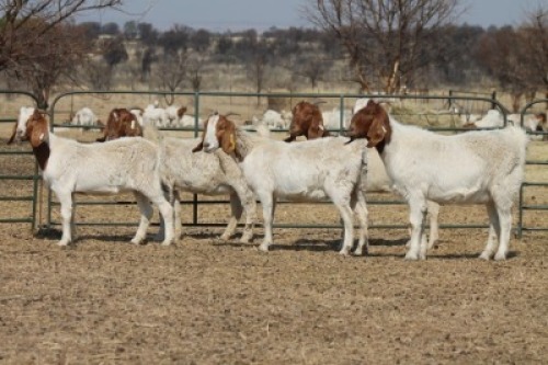 1X BOER GOAT OOI/EWE HART-VAN GOUD BOERBOKKE DALEEN VAN ZYL, 082 652 3640