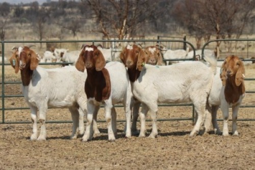 1X BOER GOAT OOI/EWE HART-VAN GOUD BOERBOKKE DALEEN VAN ZYL, 082 652 3645