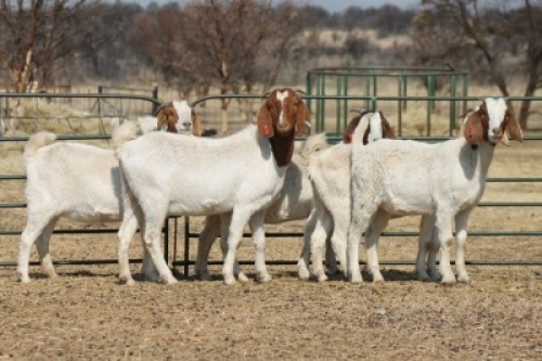 1X BOER GOAT OOI/EWE HART-VAN GOUD BOERBOKKE DALEEN VAN ZYL, 082 652 3650