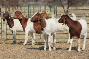 1X BOER GOAT OOI/EWE HART-VAN GOUD BOERBOKKE DALEEN VAN ZYL, 082 652 3657