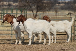 1X BOER GOAT OOI/EWE HART-VAN GOUD BOERBOKKE DALEEN VAN ZYL, 082 652 3662