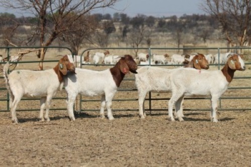 1X BOER GOAT OOI/EWE HART-VAN GOUD BOERBOKKE DALEEN VAN ZYL, 082 652 3666