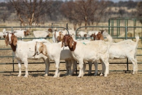1X BOER GOAT OOI/EWE HART-VAN GOUD BOERBOKKE DALEEN VAN ZYL, 082 652 3670