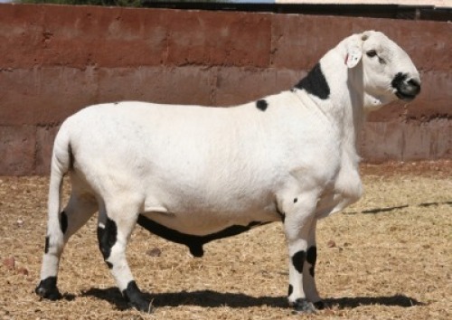 1X RAM Hanri Trust