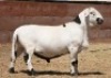 1X RAM Hanri Trust