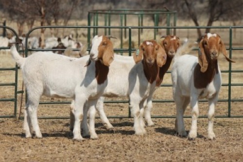 1X BOER GOAT OOI/EWE HART-VAN GOUD BOERBOKKE DALEEN VAN ZYL, 082 652 3675
