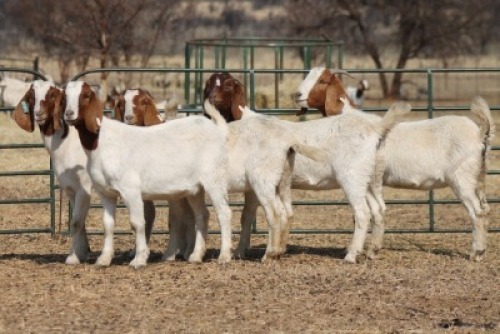 1X BOER GOAT OOI/EWE HART-VAN GOUD BOERBOKKE DALEEN VAN ZYL, 082 652 3679