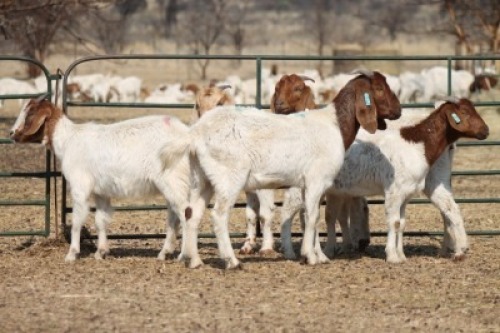 1X BOER GOAT OOI/EWE HART-VAN GOUD BOERBOKKE DALEEN VAN ZYL, 082 652 3684