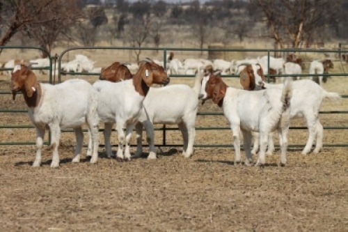 1X BOER GOAT OOI/EWE HART-VAN GOUD BOERBOKKE DALEEN VAN ZYL, 082 652 3689