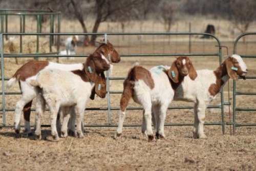 ONTREK - 1X BOER GOAT OOI/EWE HART-VAN GOUD BOERBOKKE DALEEN VAN ZYL, 082 652 3698