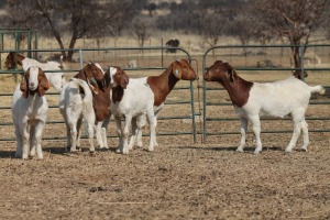 1X BOER GOAT OOI/EWE HART-VAN GOUD BOERBOKKE DALEEN VAN ZYL, 082 652 3703