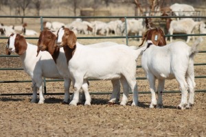 1X BOER GOAT OOI/EWE HART-VAN GOUD BOERBOKKE DALEEN VAN ZYL, 082 652 3708