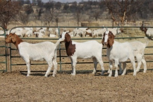 1X BOER GOAT OOI/EWE HART-VAN GOUD BOERBOKKE DALEEN VAN ZYL, 082 652 3712