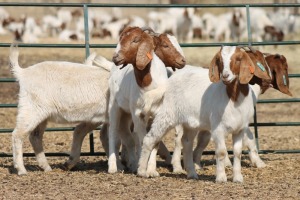 1X BOER GOAT OOI/EWE HART-VAN GOUD BOERBOKKE DALEEN VAN ZYL, 082 652 3716