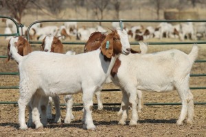 1X BOER GOAT OOI/EWE HART-VAN GOUD BOERBOKKE DALEEN VAN ZYL, 082 652 3731