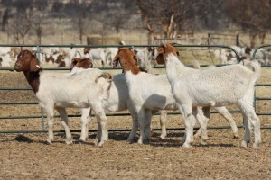 1X BOER GOAT OOI/EWE HART-VAN GOUD BOERBOKKE DALEEN VAN ZYL, 082 652 3726