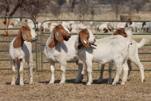 1X BOER GOAT OOI/EWE HART-VAN GOUD BOERBOKKE DALEEN VAN ZYL, 082 652 3736