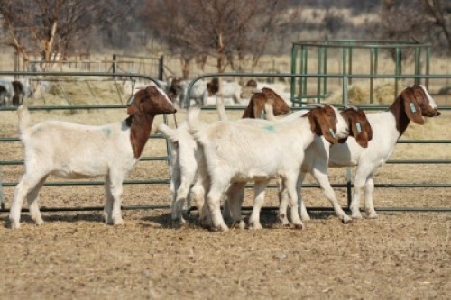1X BOER GOAT OOI/EWE HART-VAN GOUD BOERBOKKE DALEEN VAN ZYL, 082 652 3740