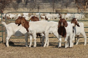 1X BOER GOAT OOI/EWE HART-VAN GOUD BOERBOKKE DALEEN VAN ZYL, 082 652 3721