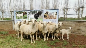 5X AFRIKANER OOI/EWE (Pay per piece to take the lot)